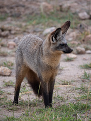 Bat-eared fox in Amboseli National Park, Kenya 