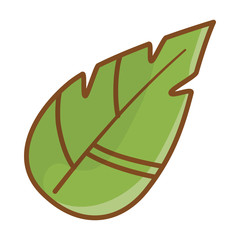 Isolated leaf design vector illustration