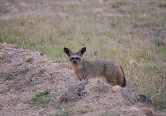 Naklejka na ściany i meble Bat-eared fox in Amboseli National Park, Kenya 