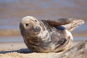 Fototapeta premium Adult grey (gray) seal from the Horsey colony UK