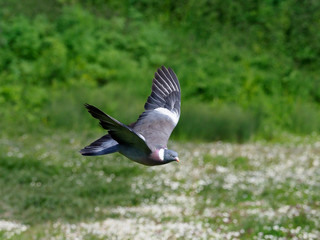 Wood pigeon, Columba palumbus