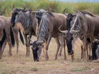 Obraz na płótnie Canvas Wildebeest roaming in Amboseli National Park, Kenya