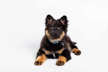 puppy of czech shepherd dog, lying, front view, isolated on white background.
