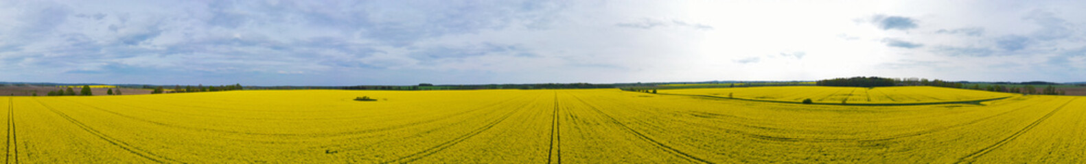 Aerial wide panoramic view on yellow field of blooming rapeseed with trees, sky, soil spot in the middle and tractor tracks.