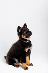 Cute puppy on white background. Czech Shepherd Puppies. Cute dogs 