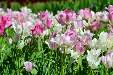 field of red tulips