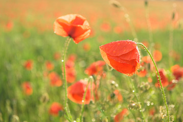 Naklejka premium Beautiful red shining poppies after a thunderstorm. Rain drops on the flowers