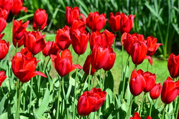 field of red tulips