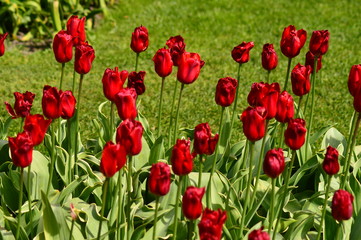 Fototapeta premium field of red tulips