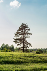 A lonely tree in a field. Pine stands on the edge of the forest