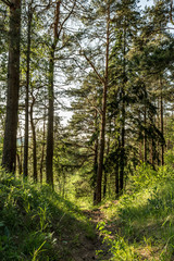 Obraz premium footpath in a pine forest, nature landscape