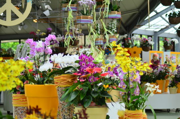 Fototapeta na wymiar colorful flowers in pots