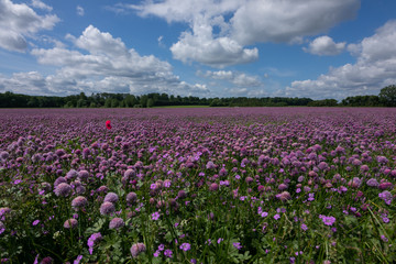 pink chive blossom field