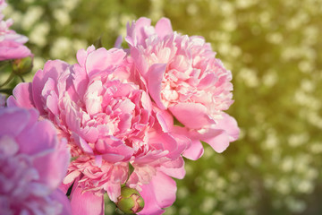 Fototapeta premium Flower peony