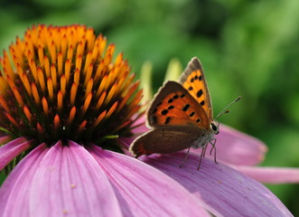 Red butterfly on flower Echinacea.