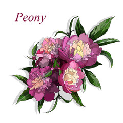 bouquet of pink peonies with green leaves