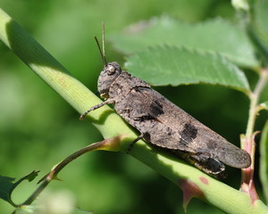 Locust (grasshopper) on dogrose.