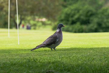 wood-pigeon sitting on meadow