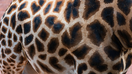 detail of fur of a giraffe
