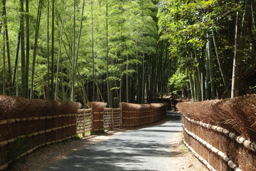 京都　洛西　竹林の道