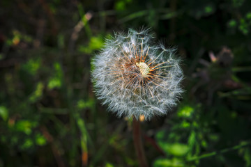 White dandelion seeds on natural blurred green background, close up. White fluffy dandelions, meadow.