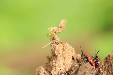  scarlet lily beetles
