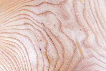 ash tree wood texture background in macro lens shoot