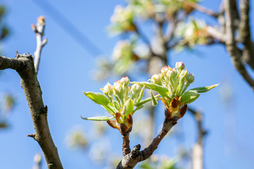 Petals of peach flowers.