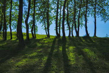 Summer landscape on top of a mountain