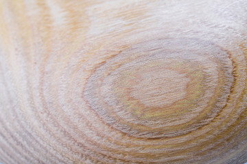 false acacia - robinia pseudoacacia wood texture background in macro lens shoot