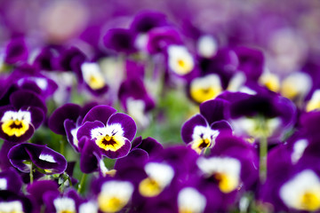 Floral natural pattern representing a flowerbed of purple pansy in bloom