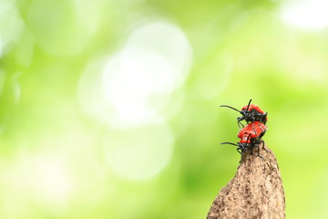 scarlet lily beetles