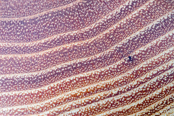 false acacia - robinia pseudoacacia wood texture background in macro lens shoot
