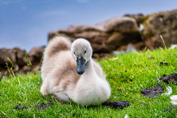 Cygnet swan taking a rest on some grass