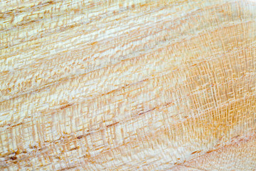 false acacia - robinia pseudoacacia wood texture background in macro lens shoot