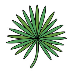 exotic and tropical leaf plant