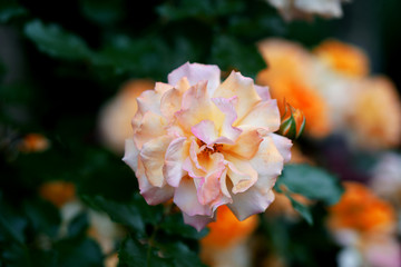 white rose with a pink shade