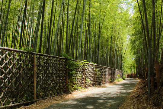 146 Best 竹林道 Images Stock Photos Vectors Adobe Stock 146 Best 竹林道 Images Stock Photos Vectors Adobe Stock