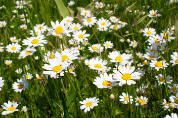 Daisy  chamomile flowers in a field of daylight near