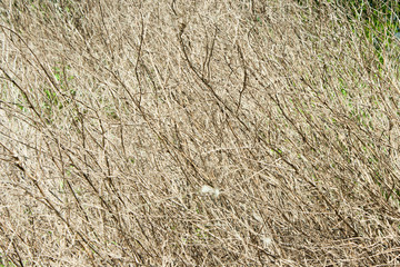 High dry branches shrubs in the park in the afternoon