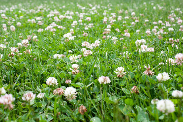 Clover flowers in the meadow in the park