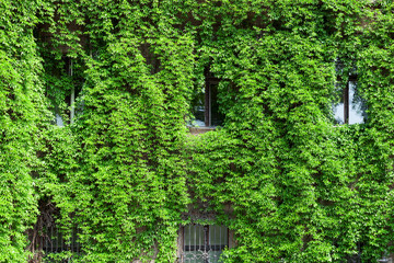  Green house. House covered with ivy. View of windows with ivy