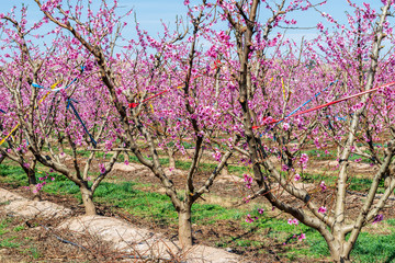 Lines of the blooming peach trees.