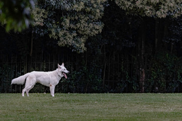 White dog hanging around the park