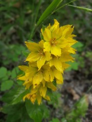 yellow flowers in garden