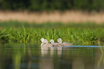 mute swan, cygnus olor, bohemia nature