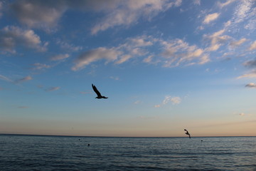 Fototapeta na wymiar seagulls at sunset