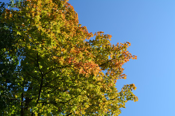 Fototapeta na wymiar The beginning of autumn. Maple tree branches with green and orange leaves against clear blue sky. Beautiful image with place for text.