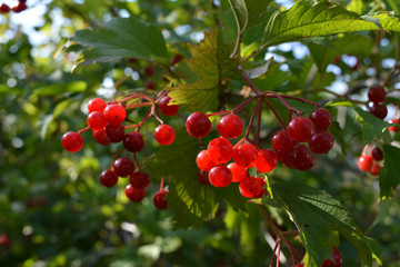 Bright red berries of viburnum. Sunny day in the garden.