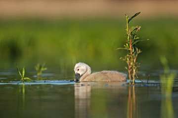 mute swan, cygnus olor, bohemia nature
